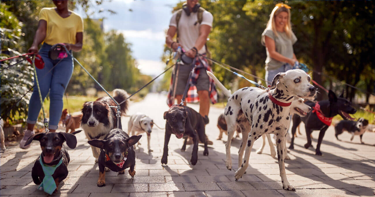 A group of people walking dogs outdoors.