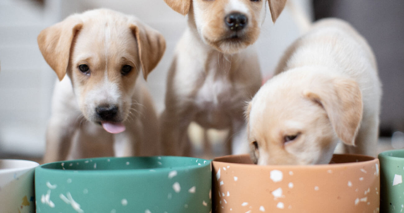 Puppies gathered around food bowls.