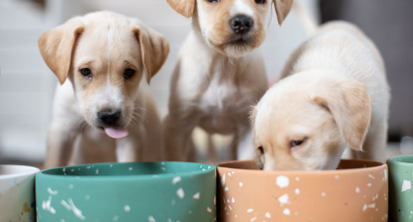 Puppies gathered around colorful food bowls.