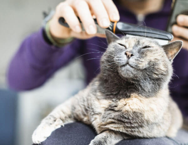 A close-up of a tortoiseshell cat having its fur brushed.