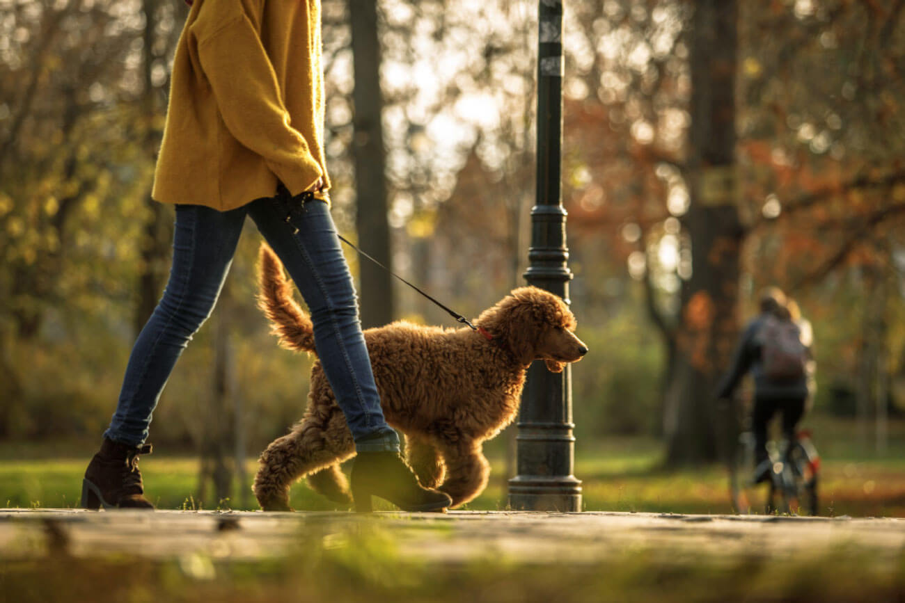 A woman walking a curly-coated poodle on a leash through a park.